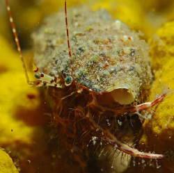 Nikon D80, 60mm by Andy Kutsch 